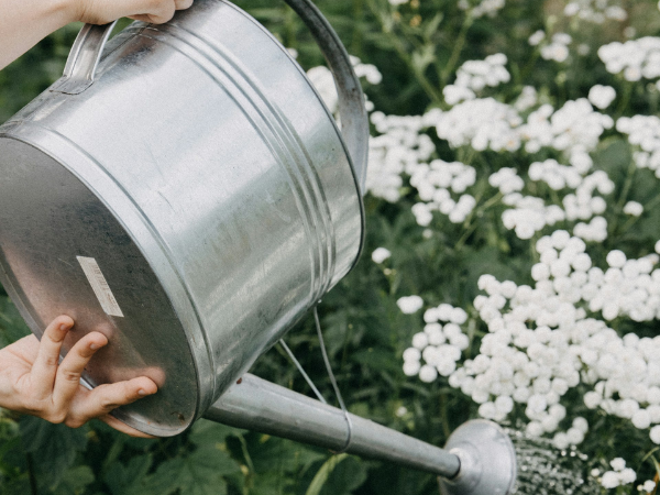 woman's hands pours water from a watering can over some white flowers, to symbolise growth on Linkedin